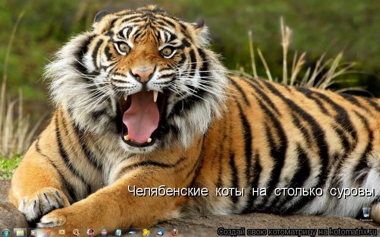 Челябенские коты на столько суровы...... Котоматрица: Челябенские коты на столько суровы...