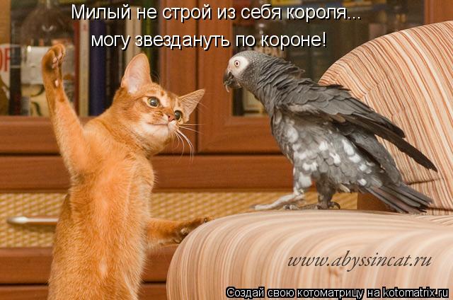 Милый не строй из себя короля... могу звездануть по короне!... Котоматрица: Милый не строй из себя короля... могу звездануть по короне!
