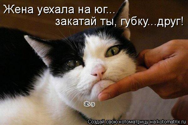 Жена уехала на юг... закатай ты, губку...друг!... Котоматрица: Жена уехала на юг... закатай ты, губку...друг!