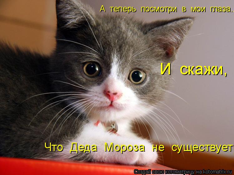 А теперь посмотри в мои глаза... И скажи, Что Деда Мороза не существует!... Котоматрица: А теперь посмотри в мои глаза... И скажи, Что Деда Мороза не существует!