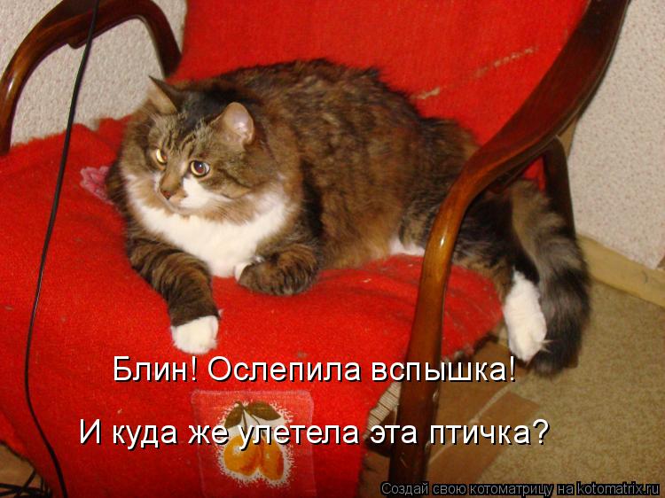 Блин! Ослепила вспышка! И куда же улетела эта птичка?... Котоматрица: Блин! Ослепила вспышка! И куда же улетела эта птичка?