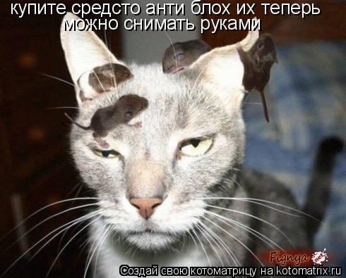можно снимать руками купите средсто анти блох их теперь... Котоматрица: можно снимать руками купите средсто анти блох их теперь