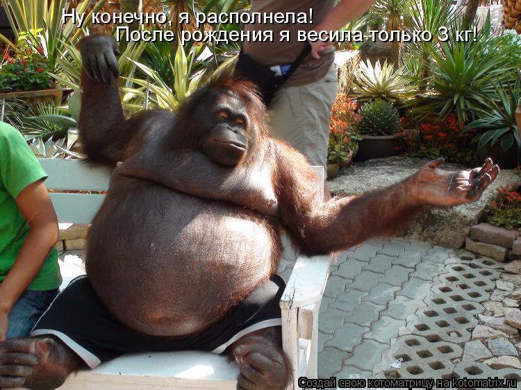 Ну конечно, я располнела! После рождения я весила только 3 кг!... Котоматрица: Ну конечно, я располнела! После рождения я весила только 3 кг!