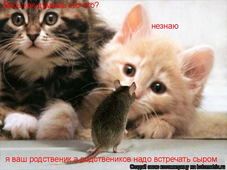 Вась как думешь кто ето? незнаю я ваш родственик а родствеников надо встречать сыром... Котоматрица: Вась как думешь кто ето? незнаю я ваш родственик а родствеников надо встречать сыром