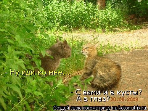 - С вами и в кусты? А в глаз? - Ну иди ко мне...... Котоматрица: - С вами и в кусты? А в глаз? - Ну иди ко мне...