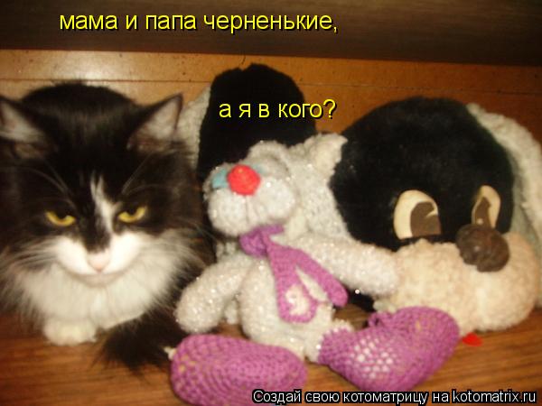 мама и папа черненькие, а я в кого?... Котоматрица: мама и папа черненькие, а я в кого?