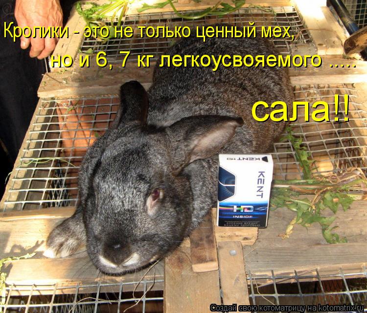 Кролики - это не только ценный мех, но и 6, 7 кг легкоусвояемого ..... сала!!... Котоматрица: Кролики - это не только ценный мех, но и 6, 7 кг легкоусвояемого ..... сала!!
