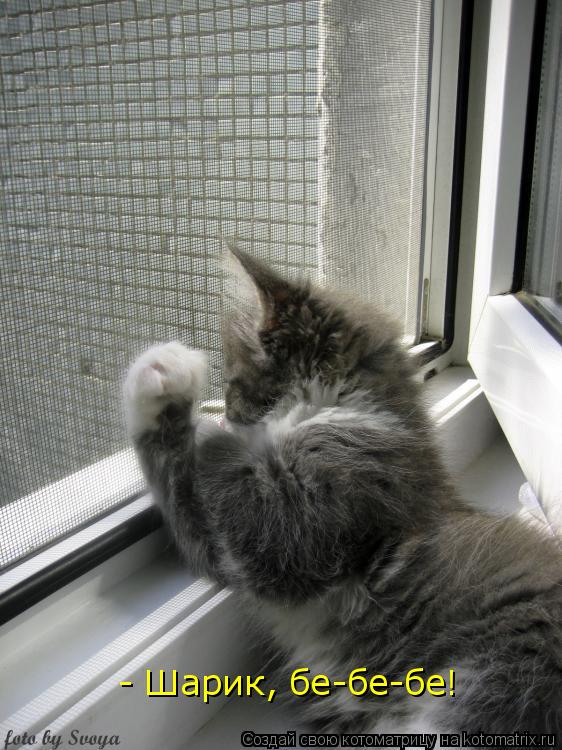 - Шарик, бе-бе-бе!... Котоматрица: - Шарик, бе-бе-бе!