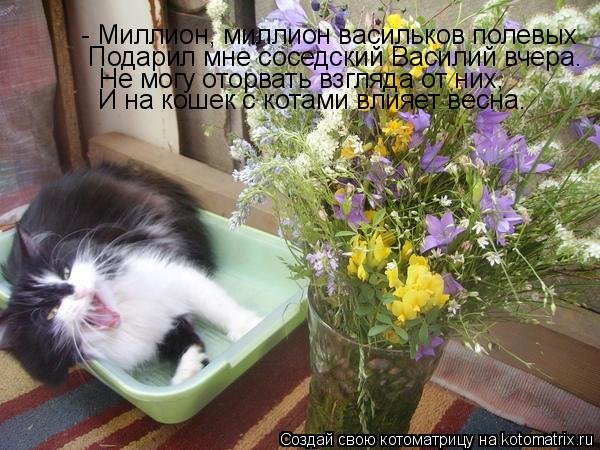 - Миллион, миллион васильков полевых Подарил мне соседский Василий вчера. Не могу оторвать взгляда о... Котоматрица: - Миллион, миллион васильков полевых Подарил мне соседский Василий вчера. Не могу оторвать взгляда от них, И на кошек с котами влияет весна.