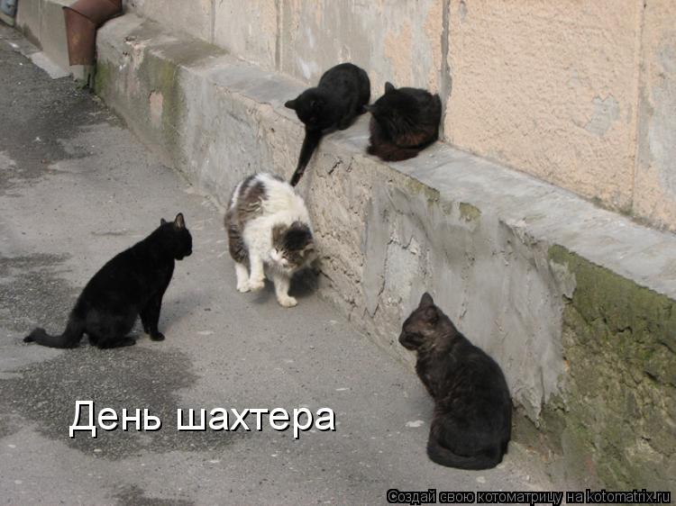 День шахтера... Котоматрица: День шахтера