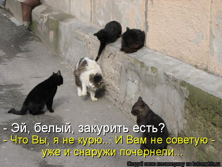 - Эй, белый, закурить есть? - Что Вы, я не курю... И Вам не советую - уже и снаружи почернели...... Котоматрица: - Эй, белый, закурить есть? - Что Вы, я не курю... И Вам не советую - уже и снаружи почернели...