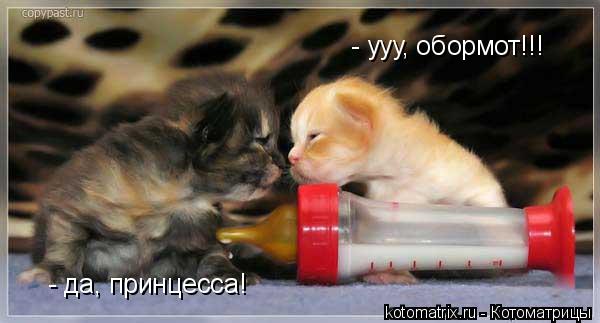 - ууу, обормот!!! - да, принцесса!... Котоматрица: - ууу, обормот!!! - да, принцесса!