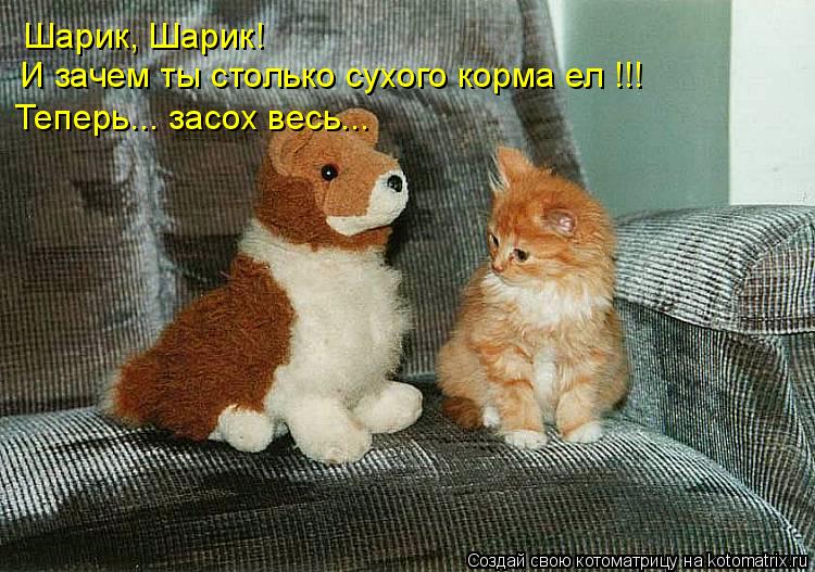 Шарик, Шарик! И зачем ты столько сухого корма ел !!! Теперь... засох весь...... Котоматрица: Шарик, Шарик! И зачем ты столько сухого корма ел !!! Теперь... засох весь...