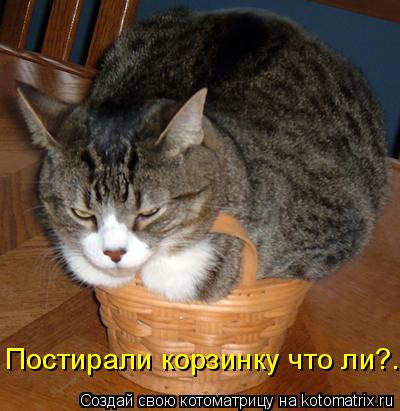Постирали корзинку что ли?..... Котоматрица: Постирали корзинку что ли?..