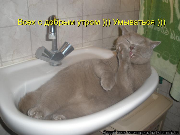 Всех с добрым утром ))) Умываться )))... Котоматрица: Всех с добрым утром ))) Умываться )))