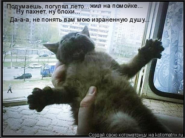 Подумаешь, погулял лето... Ну пахнет, ну блохи... жил на помойке... Да-а-а, не понять вам мою изранен... Котоматрица: Подумаешь, погулял лето... Ну пахнет, ну блохи... жил на помойке... Да-а-а, не понять вам мою израненную душу...