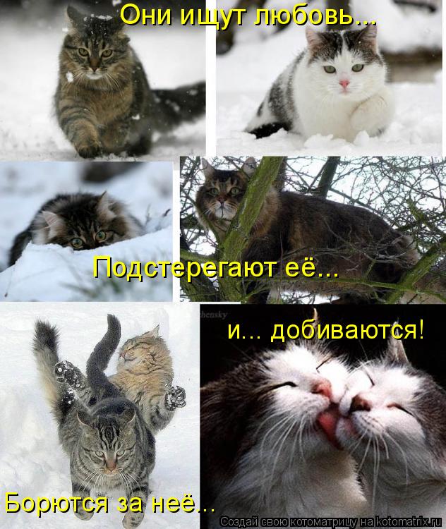 Они ищут любовь... Подстерегают её... Борются за неё... и... добиваются!... Котоматрица: Они ищут любовь... Подстерегают её... Борются за неё... и... добиваются!