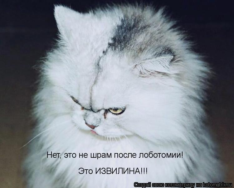 Нет, это не шрам после лоботомии! Это ИЗВИЛИНА!!!... Котоматрица: Нет, это не шрам после лоботомии! Это ИЗВИЛИНА!!!