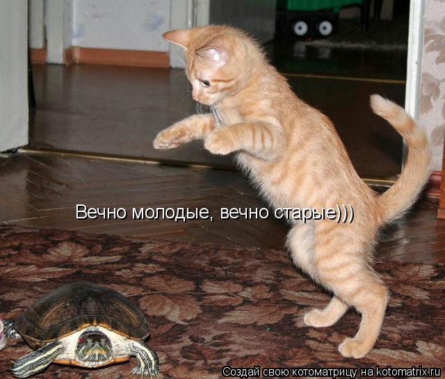 Вечно молодые, вечно старые)))... Котоматрица: Вечно молодые, вечно старые)))