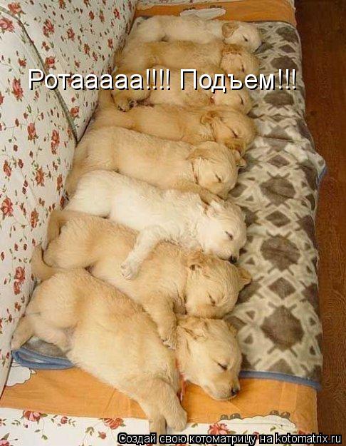 Ротааааа!!!! Подъем!!!... Котоматрица: Ротааааа!!!! Подъем!!!