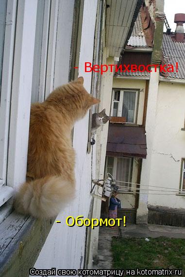 Котоматрица: - Обормот! - Вертихвостка!