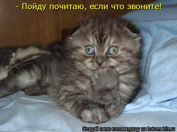 Котоматрица: - Пойду почитаю, если что звоните!