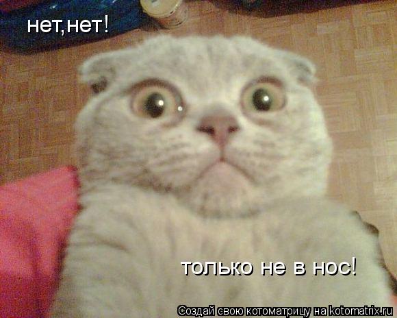 Котоматрица: нет,нет! только не в нос!