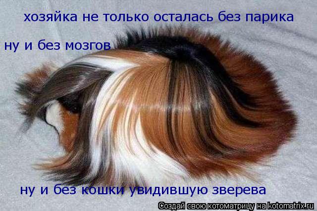 Котоматрица: хозяйка не только осталась без парика ну и без мозгов ну и без кошки увидившую зверева