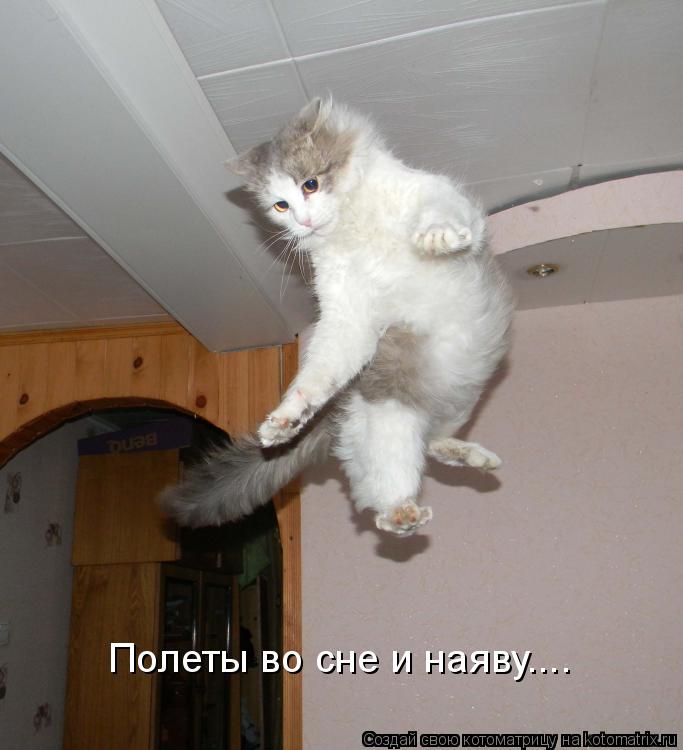 Котоматрица: Полеты во сне и наяву....