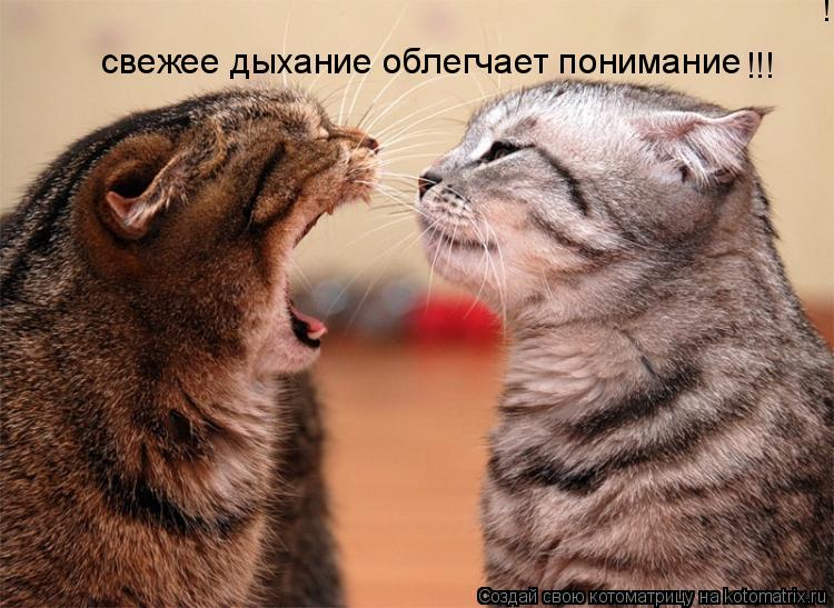 Котоматрица: cвежее дыхание облегчает понимание !!! !!!