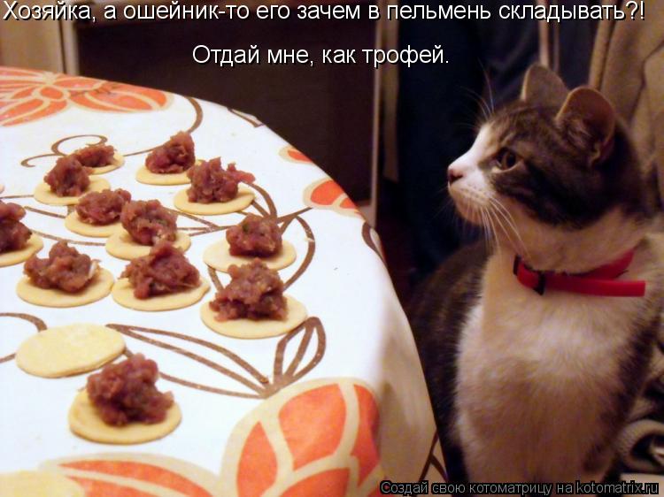 Котоматрица: Хозяйка, а ошейник-то его зачем в пельмень складывать?!  Отдай мне, как трофей.
