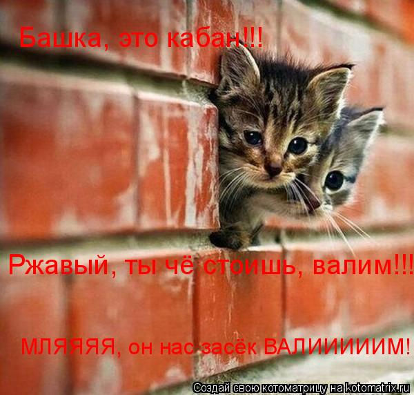Башка, это кабан!!! Ржавый, ты чё стоишь, валим!!! МЛЯЯЯЯ, он нас засёк ВАЛИИИИИМ!... Котоматрица: Башка, это кабан!!! Ржавый, ты чё стоишь, валим!!! МЛЯЯЯЯ, он нас засёк ВАЛИИИИИМ!