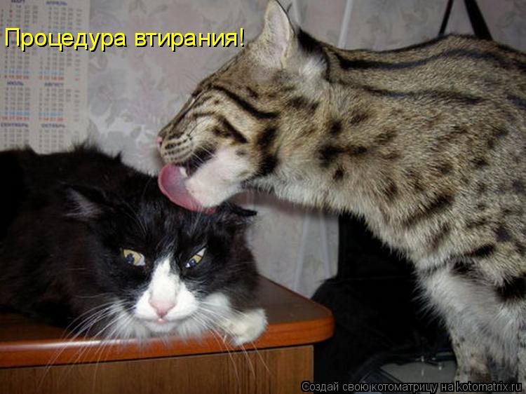 Котоматрица: Процедура втирания! Процедура втирания!