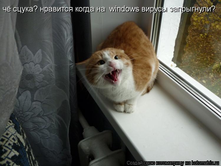 чё сцука? нравится когда на windows вирусы запрыгнули?... Котоматрица: чё сцука? нравится когда на windows вирусы запрыгнули?