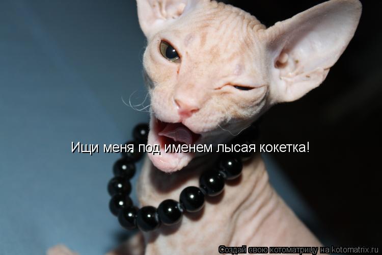 Ищи меня под именем лысая кокетка!... Котоматрица: Ищи меня под именем лысая кокетка!