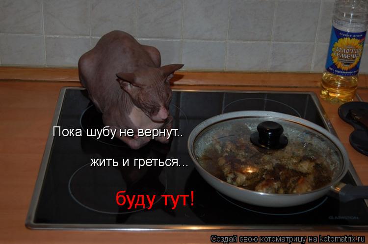 Пока шубу не вернут.. жить и греться... буду тут!... Котоматрица: Пока шубу не вернут.. жить и греться... буду тут!