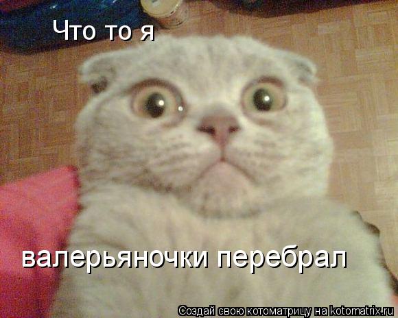 Что то я валерьяночки перебрал... Котоматрица: Что то я валерьяночки перебрал