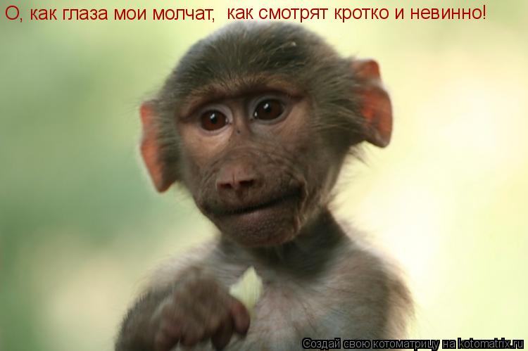 О, как глаза мои молчат, как смотрят кротко и невинно!... Котоматрица: О, как глаза мои молчат, как смотрят кротко и невинно!