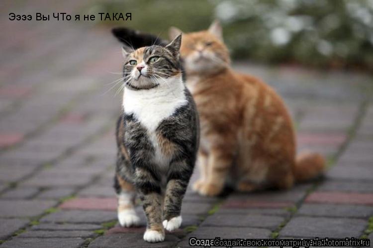 Ээээ Вы ЧТо я не ТАКАЯ... Котоматрица: Ээээ Вы ЧТо я не ТАКАЯ