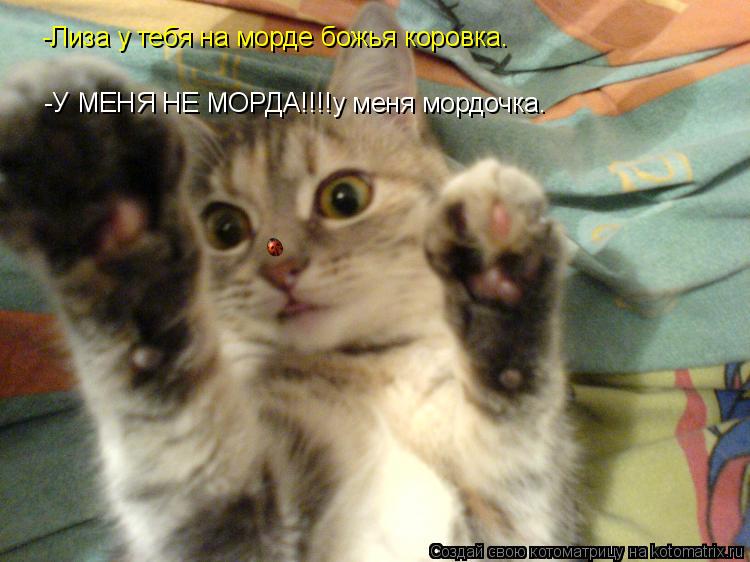 -Лиза у тебя на морде божья коровка. -У МЕНЯ НЕ МОРДА!!!!у меня мордочка.... Котоматрица: -Лиза у тебя на морде божья коровка. -У МЕНЯ НЕ МОРДА!!!!у меня мордочка.