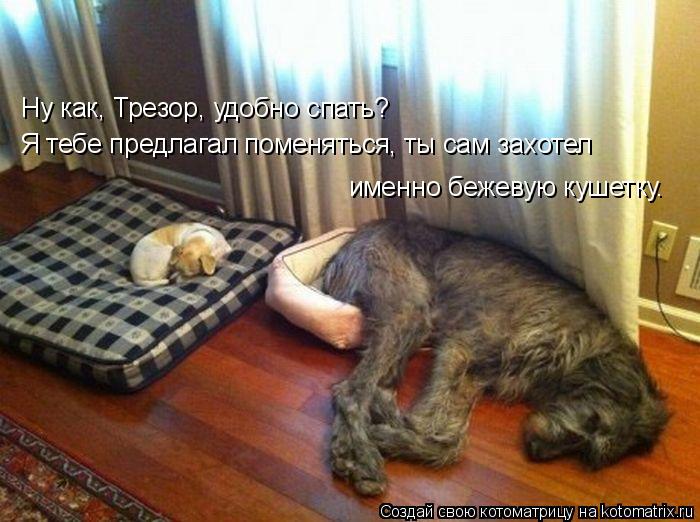 Ну как, Трезор, удобно спать? Я тебе предлагал поменяться, ты сам захотел именно бежевую кушетку.... Котоматрица: Ну как, Трезор, удобно спать? Я тебе предлагал поменяться, ты сам захотел именно бежевую кушетку.