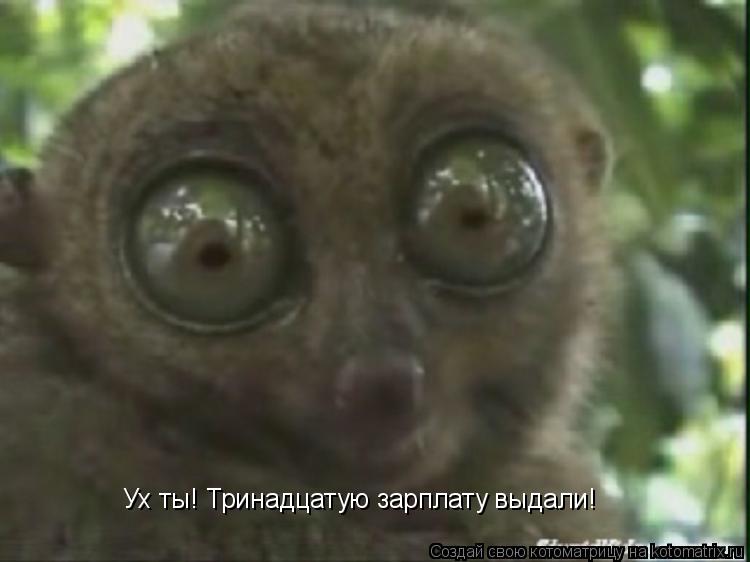 Ух ты! Тринадцатую зарплату выдали!... Котоматрица: Ух ты! Тринадцатую зарплату выдали!