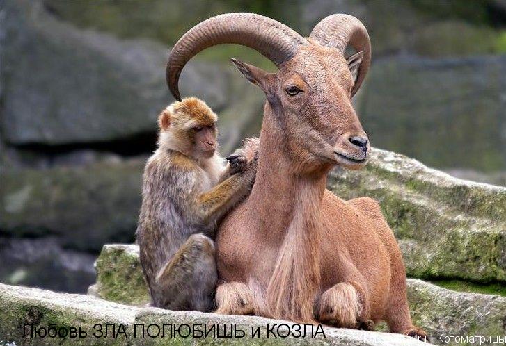 Любовь ЗЛА ПОЛЮБИШЬ и КОЗЛА... Котоматрица: Любовь ЗЛА ПОЛЮБИШЬ и КОЗЛА