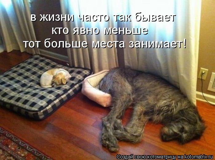 в жизни часто так бывает кто явно меньше тот больше места занимает!... Котоматрица: в жизни часто так бывает кто явно меньше тот больше места занимает!