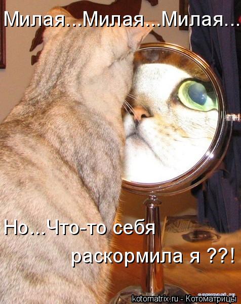Милая...Милая...Милая... Но...Что-то себя раскормила я ??!... Котоматрица: Милая...Милая...Милая... Но...Что-то себя раскормила я ??!