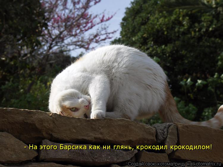 - На этого Барсика как ни глянь, крокодил крокодилом!... Котоматрица: - На этого Барсика как ни глянь, крокодил крокодилом!