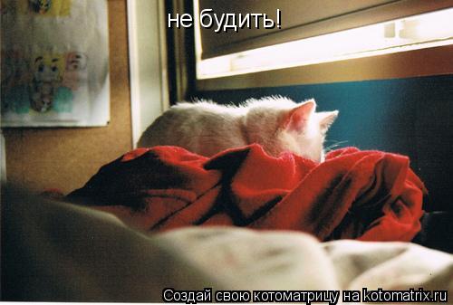 не будить!... Котоматрица: не будить!