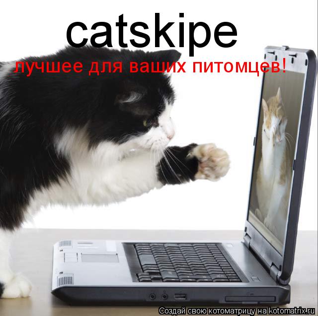 catskipe лучшее для ваших питомцев!... Котоматрица: catskipe лучшее для ваших питомцев!