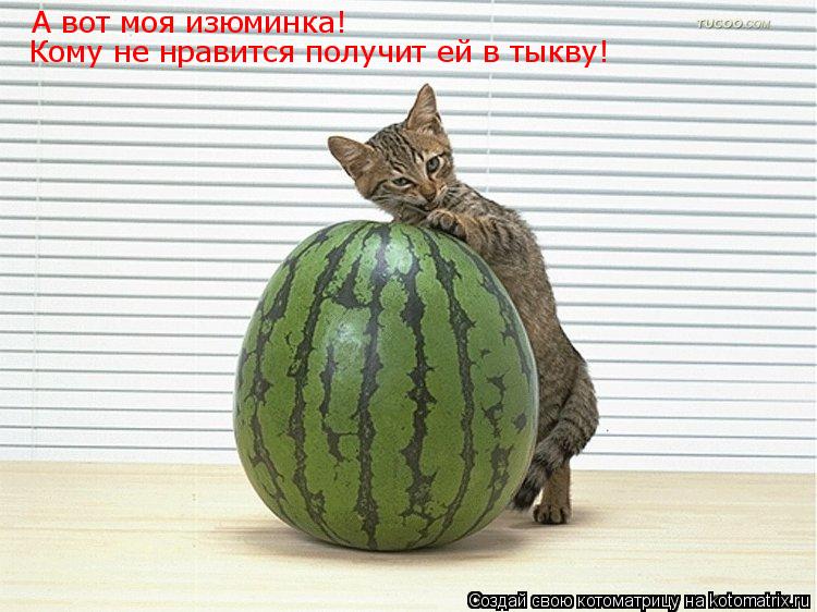 А вот моя изюминка! Кому не нравится получит ей в тыкву!... Котоматрица: А вот моя изюминка! Кому не нравится получит ей в тыкву!