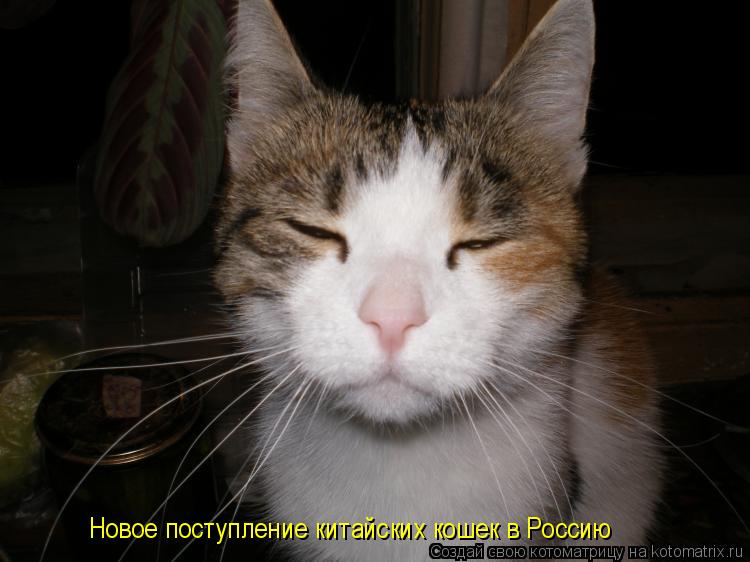 Новое поступление китайских кошек в Россию... Котоматрица: Новое поступление китайских кошек в Россию